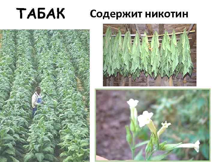 ТАБАК  Содержит никотин 