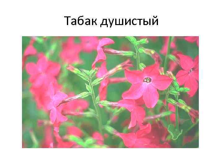 Табак душистый рисунок