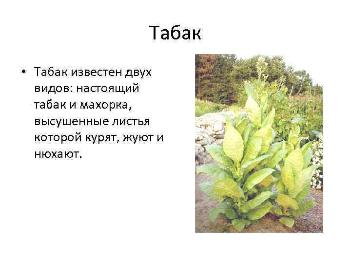     Табак • Табак известен двух  видов: настоящий  табак