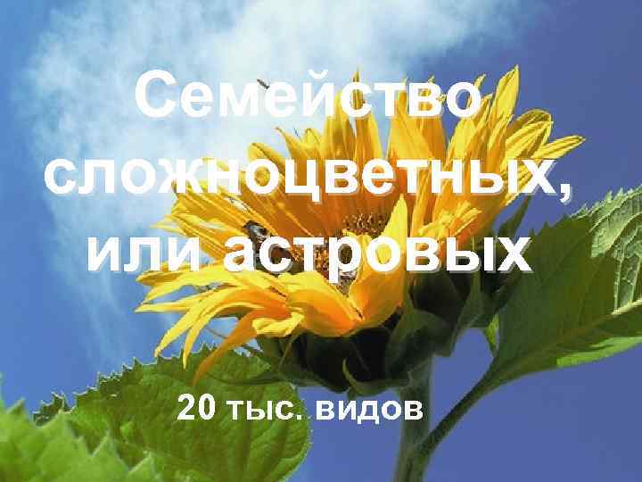  Семейство сложноцветных,  или астровых 20 тыс. видов 