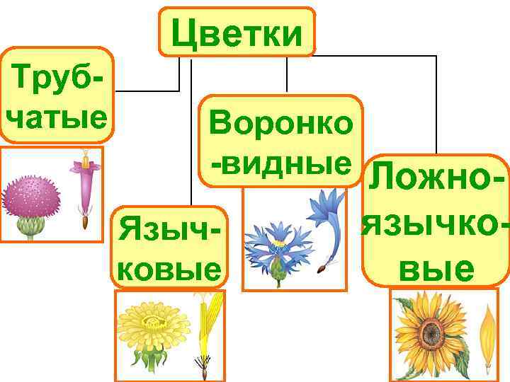    Цветки Труб- чатые  Воронко   -видные Ложно-  