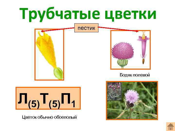 Типы цветков трубчатые язычковые. Бодяк полевой строение цветка формула. Бодяк полевой формула цветка. Строение цветка Бодяк полевой. Бодяк полевой диаграмма цветка.