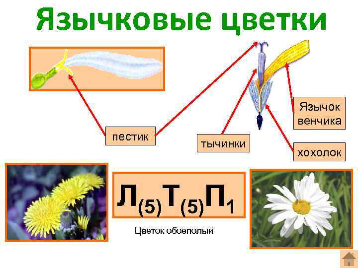 Язычковые цветки фото