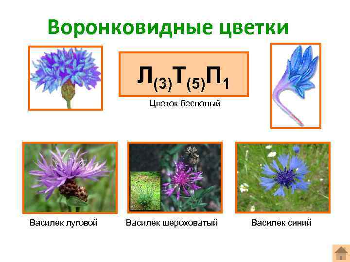 Формула цветка василька