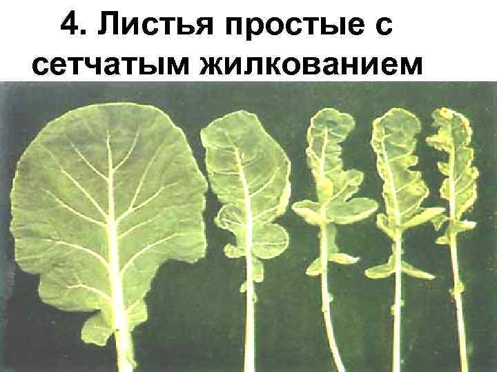  4. Листья простые с сетчатым жилкованием 