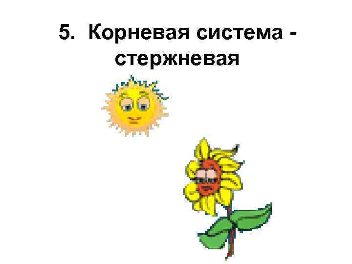 5.  Корневая система -  стержневая 
