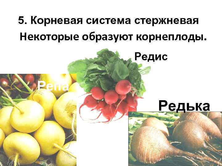 5. Корневая система стержневая Некоторые образуют корнеплоды.     Редис Репа 