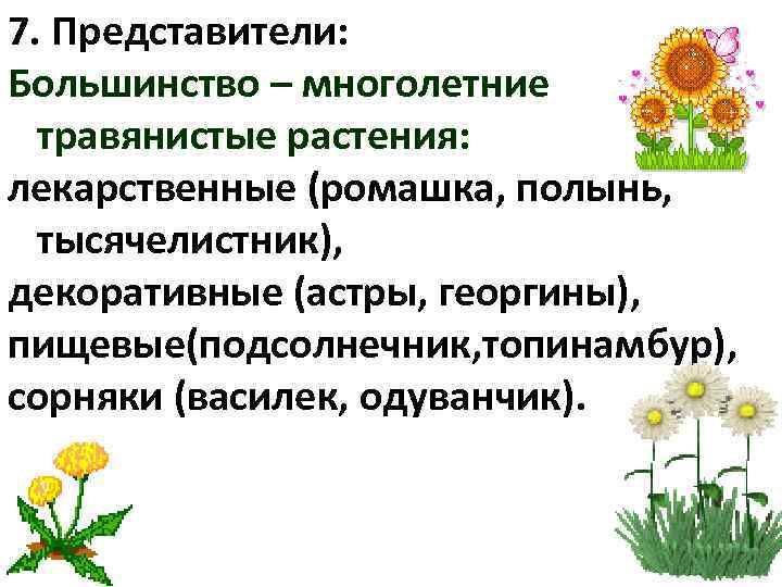 7. Представители: Большинство – многолетние травянистые растения: лекарственные (ромашка, полынь, тысячелистник),  декоративные (астры,