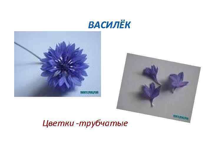    ВАСИЛЁК Цветки -трубчатые 