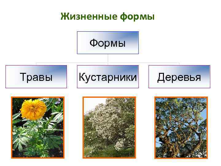   Жизненные формы   Формы  Травы Кустарники Деревья 
