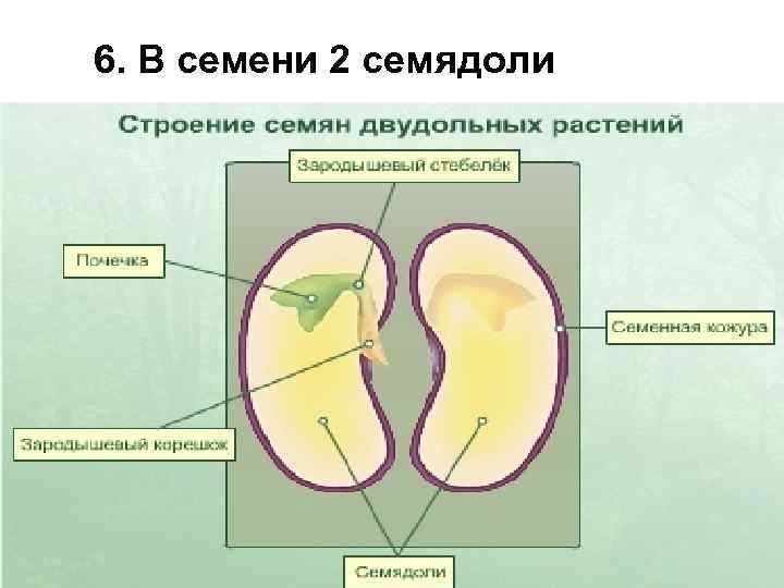6. В семени 2 семядоли 