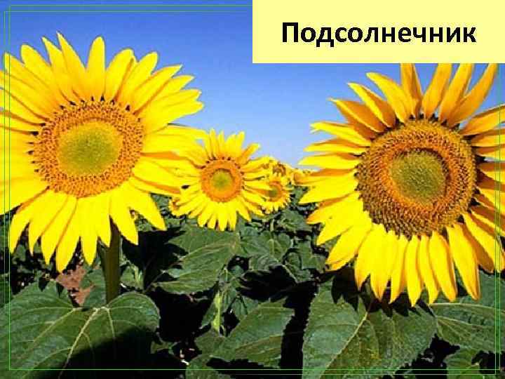 Подсолнечник 