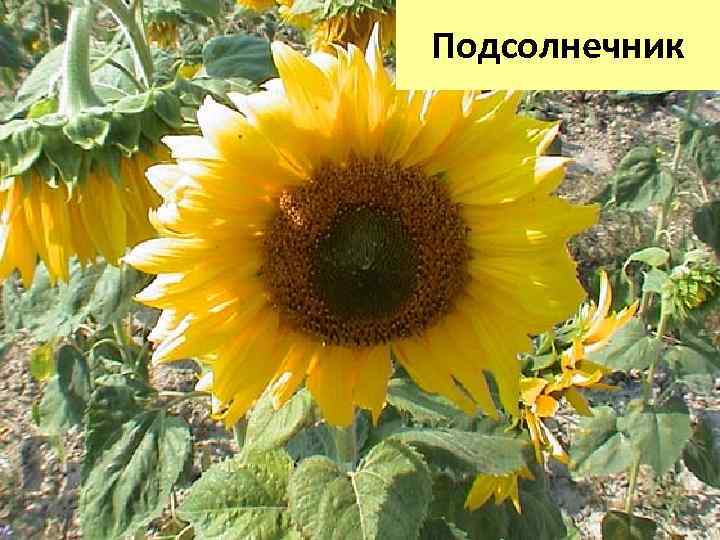 Подсолнечник 