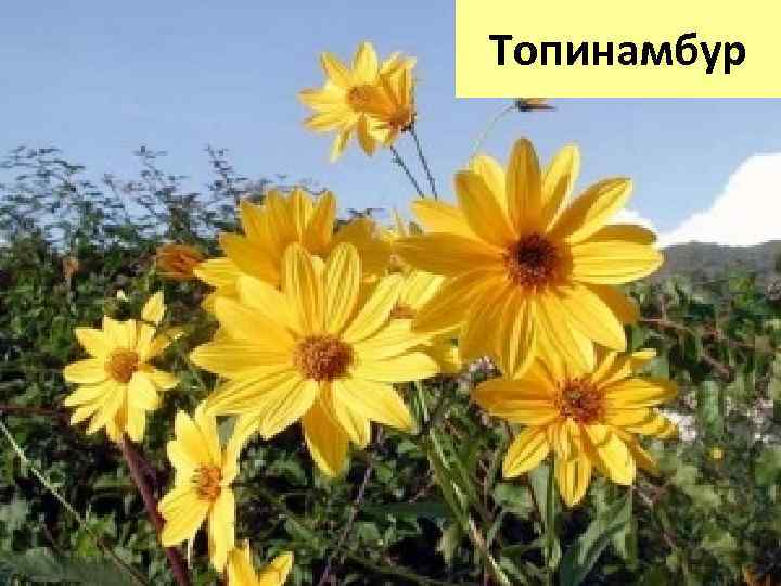 Топинамбур 