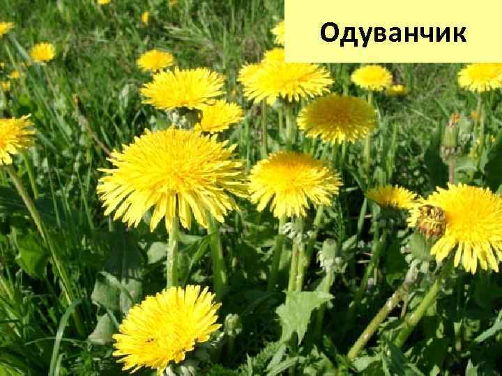 Одуванчик 