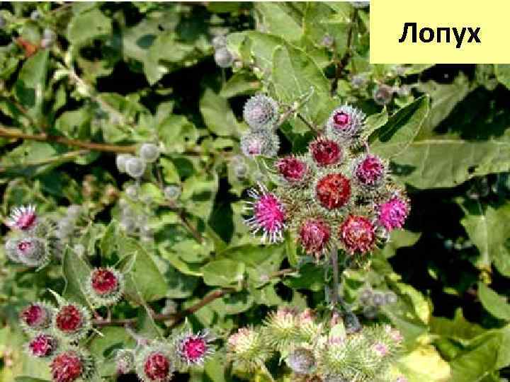 Лопух 