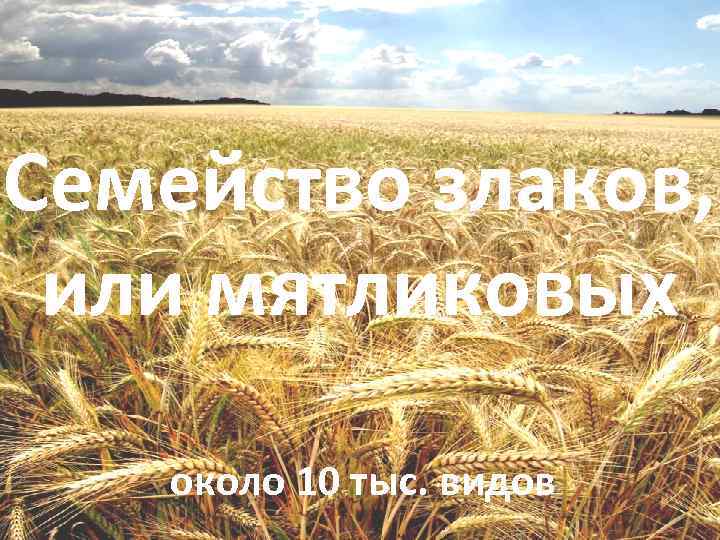 Семейство злаков,  или мятликовых около 10 тыс. видов 