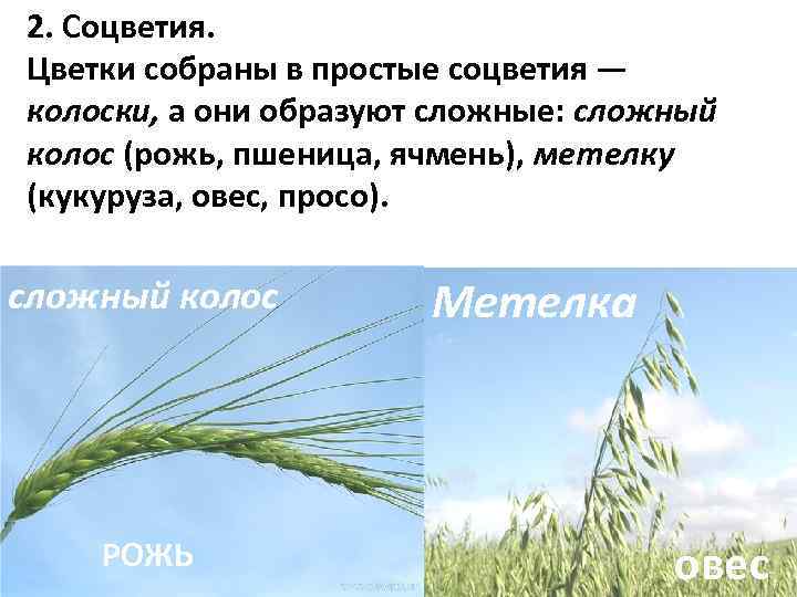 Метелки проса риса и овса фото