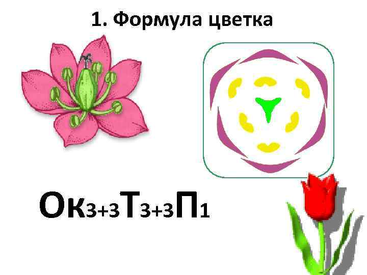 Диаграмма цветка лилии