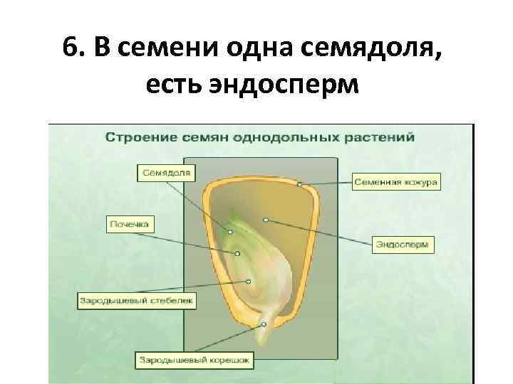 Образование зародыша семени