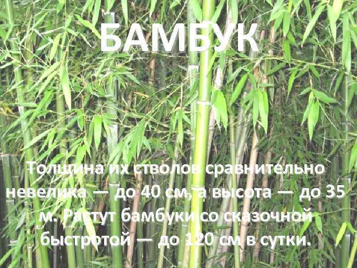    БАМБУК  Толщина их стволов сравнительно невелика — до 40 см,