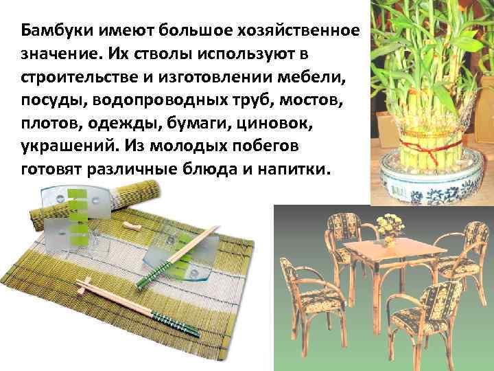 Бамбуки имеют большое хозяйственное значение. Их стволы используют в строительстве и изготовлении мебели, посуды,