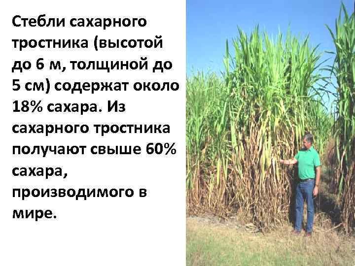 Изменить словосочетание по образцу сахар из тростника тростниковый площадка на лестнице