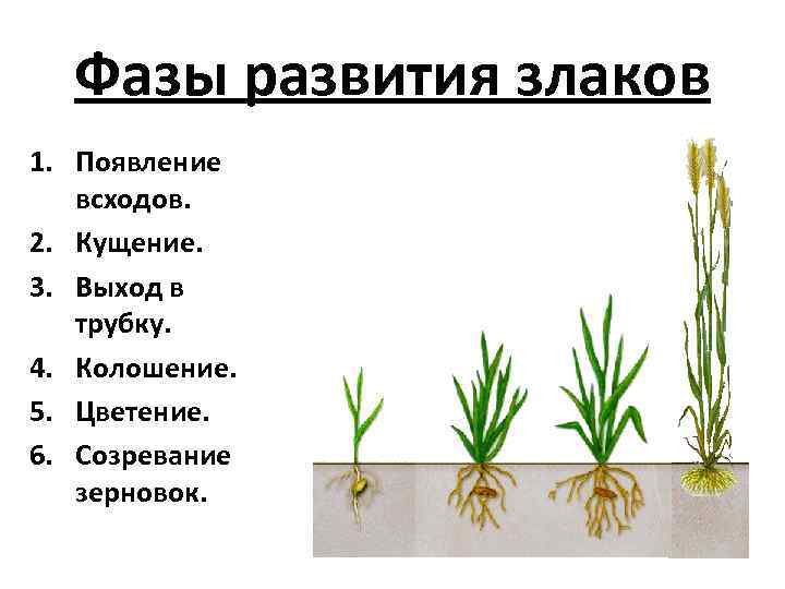 Фазы развития злаков 1. Появление  всходов. 2. Кущение. 3. Выход в 