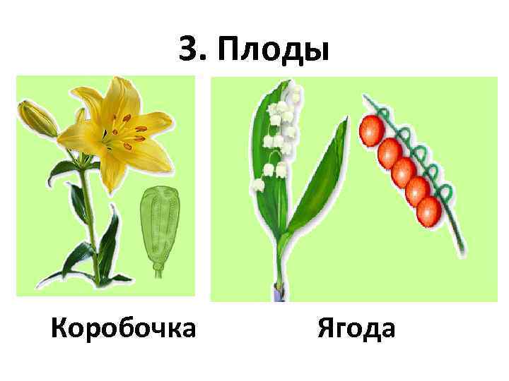 Какой тип питания характерен для тюльпана лесного. Семейство Лилейные плод коробочка. Строение плода лилейных. Семейство Лилейные строение плода. Строение плода лилейных растений.