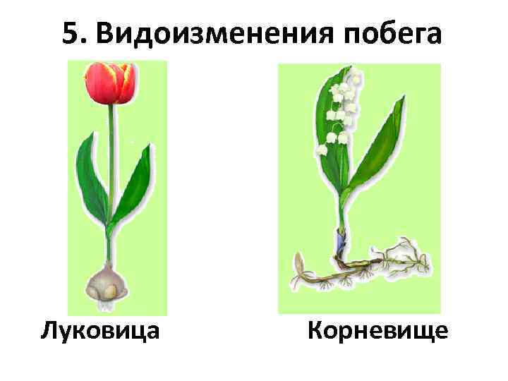 Побег семейства лилейных. Лилейные видоизменение побегов. Видоизмененные побеги у семейства лилейных. Стебель лилейных растений. Соцветие лилейных.