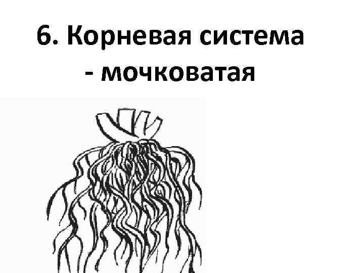 Корневая система картинки