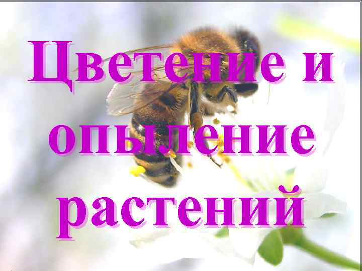 Цветение и опыление растений Цветение и опыление растений
