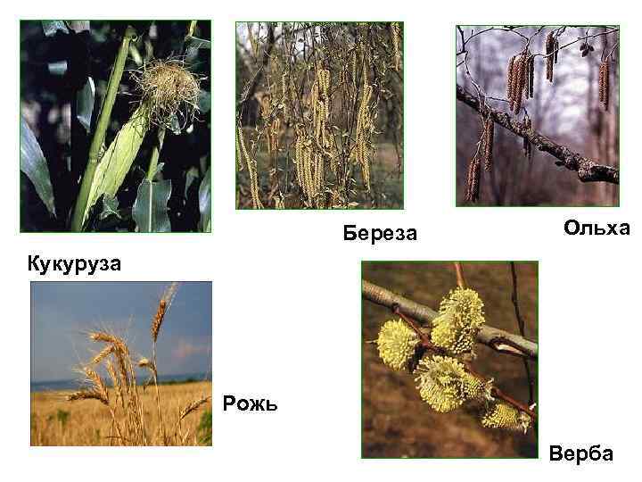 Береза Ольха Кукуруза Рожь Береза Ольха Кукуруза Рожь