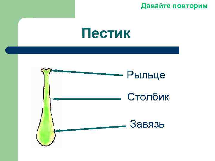 Определите что на рисунке обозначено цифрой 1 пыльник столбик завязь рыльце