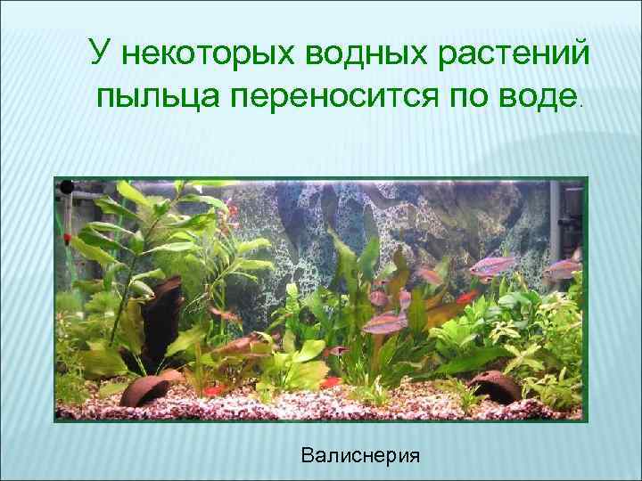 У некоторых водных растений пыльца переносится по воде. Валиснерия У некоторых водных растений пыльца переносится по воде. Валиснерия