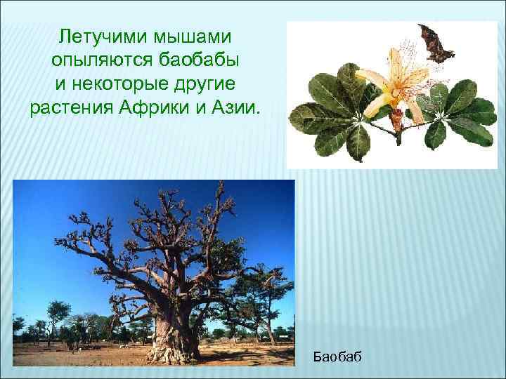 Летучими мышами опыляются баобабы и некоторые другие растения Африки и Летучими мышами опыляются баобабы и некоторые другие растения Африки и