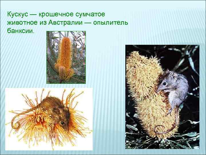 Кускус — крошечное сумчатое животное из Австралии — опылитель банксии. Кускус — крошечное сумчатое животное из Австралии — опылитель банксии.