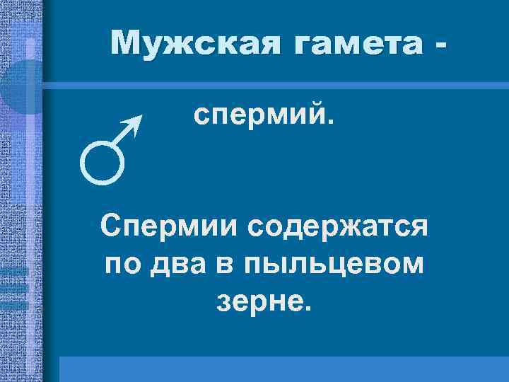 Мужская гамета - спермий. Спермии содержатся по два в пыльцевом зерне. Мужская гамета - спермий. Спермии содержатся по два в пыльцевом зерне.