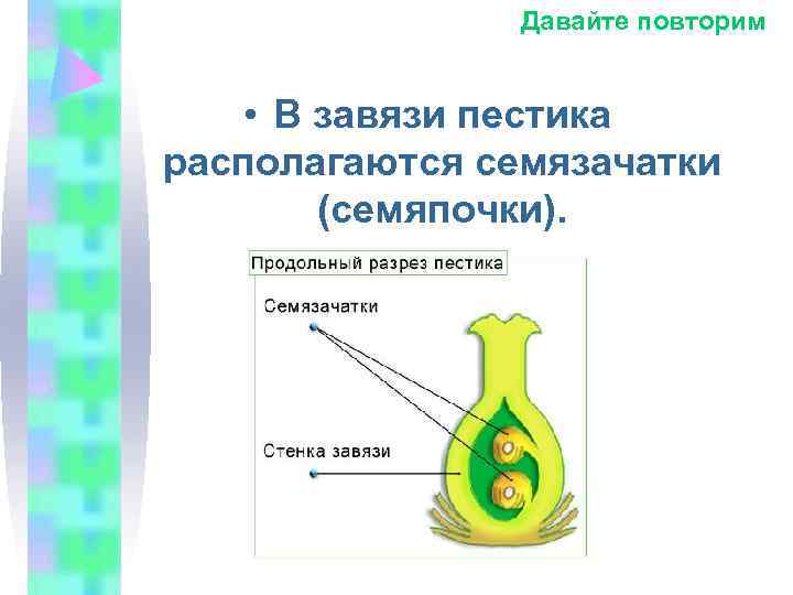 Давайте повторим • В завязи пестика располагаются семязачатки Давайте повторим • В завязи пестика располагаются семязачатки