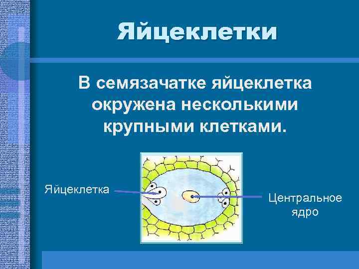 Яйцеклетки В семязачатке яйцеклетка окружена несколькими крупными Яйцеклетки В семязачатке яйцеклетка окружена несколькими крупными