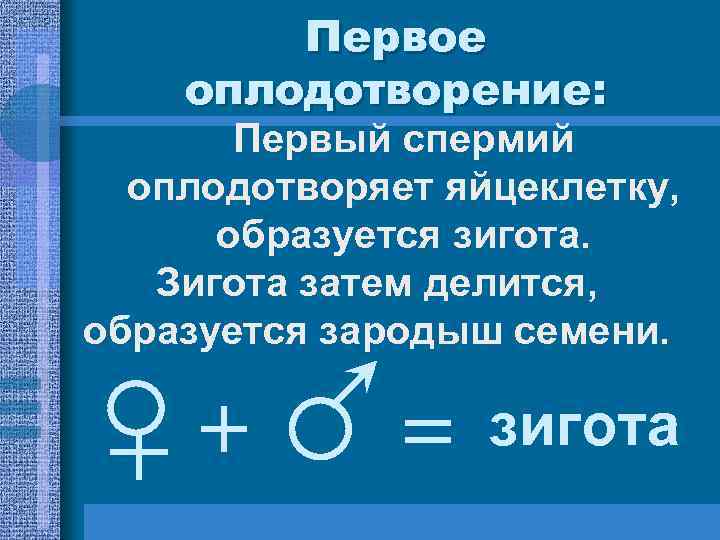 Первое оплодотворение: Первый спермий оплодотворяет яйцеклетку, образуется зигота. Первое оплодотворение: Первый спермий оплодотворяет яйцеклетку, образуется зигота.