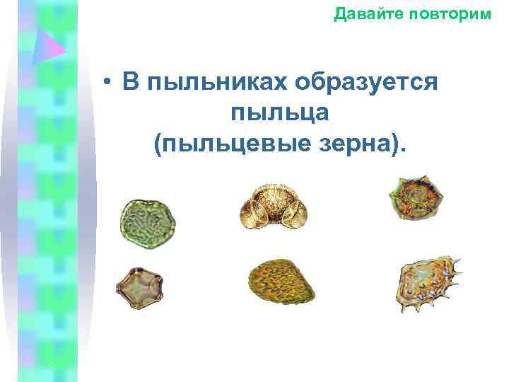 Давайте повторим • В пыльниках образуется пыльца (пыльцевые Давайте повторим • В пыльниках образуется пыльца (пыльцевые