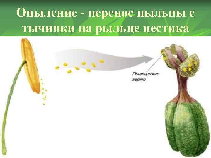 Опыление - перенос пыльцы с тычинки на рыльце пестика Опыление - перенос пыльцы с тычинки на рыльце пестика