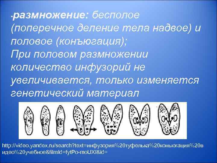   • размножение: бесполое  (поперечное деление тела надвое) и  половое (конъюгация);