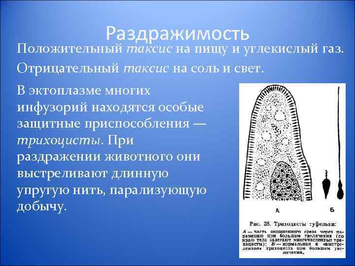 Хемотаксис инфузории туфельки