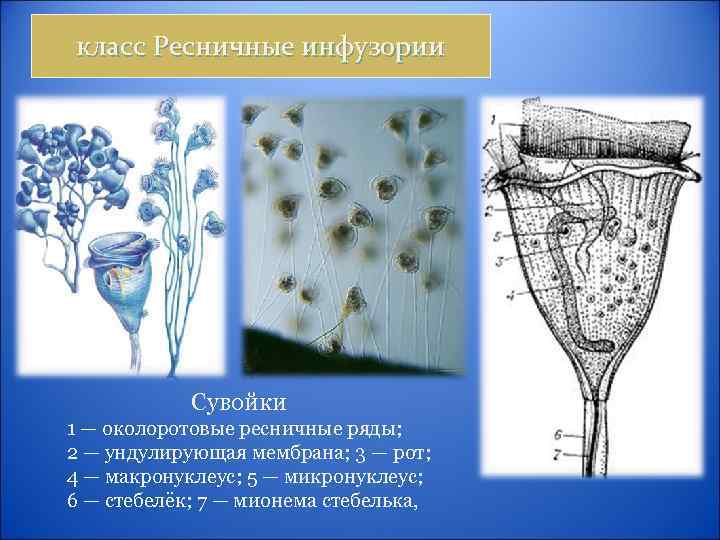 Образ жизни инфузорий