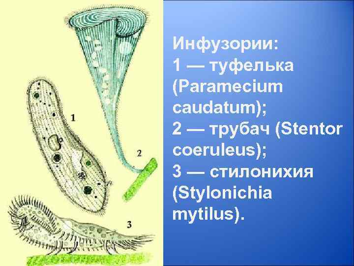 Инфузория трубач рисунок