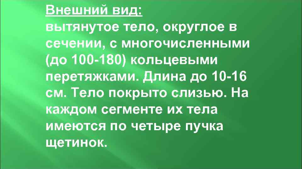 Внешний вид: вытянутое тело, округлое в сечении, с многочисленными (до 100 -180) кольцевыми перетяжками.
