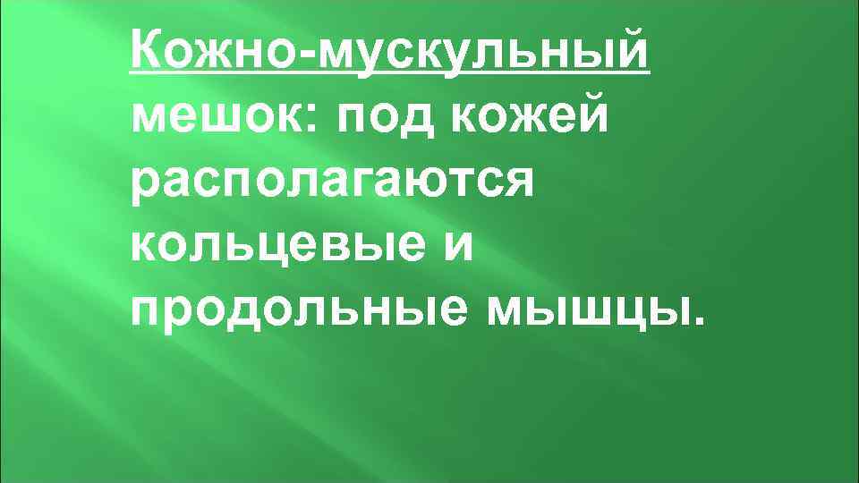Кожно-мускульный мешок: под кожей располагаются кольцевые и продольные мышцы. 