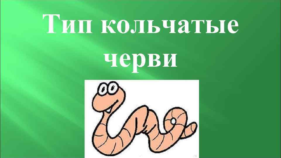 Тип кольчатые черви 
